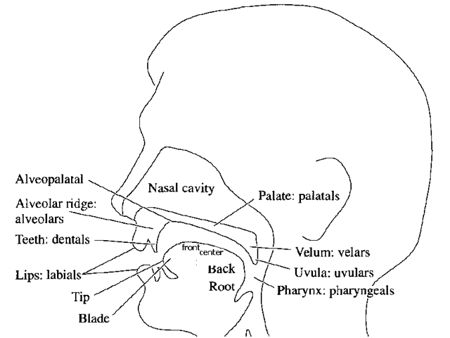 Vocal tract - cutaway view