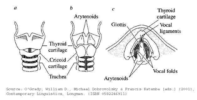 The larynx