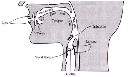 Principal parts of the lower surface of the vocal tract
